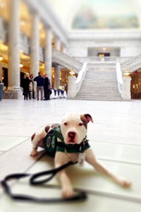 Captain Cowpants the pit bull terrier visiting the Utah State Capitol