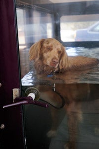 Calvin the Austrailian shepherd mix dog in hydrotherapy at Best Friends