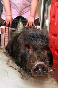 Pepper the pig in hydrotherapy at Best Friends