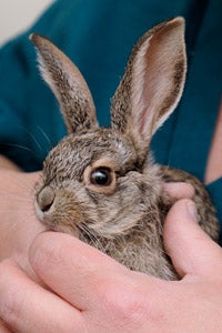 Baby jackrabbit being held