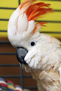 Christy the Moluccan cockatoo