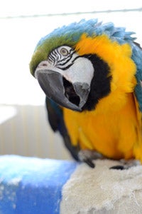 Crystal the macaw who has some physical challenges is available for adoption