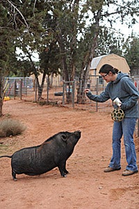Daphne the pig sitting for Adria during clicker training