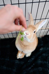 Edna enjoying some cilantro