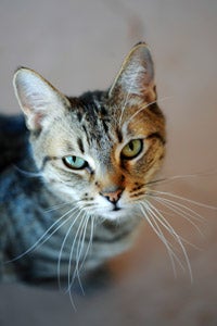 Fedora the tabby cat