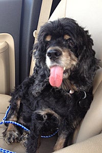 Gracie from Gulf Coast Cocker Spaniel Rescue helped by Strut Your Mutt