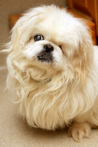 Hin Son Hi a dog rescued from a puppy mill