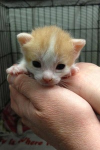 The kitten shower helps little guys like this neonatal kitten