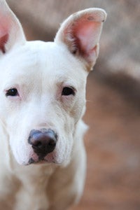 Jewel the shy, white, partially deaf shepherd and bull terrier mix
