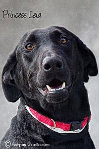Princess Leia a black Labrador retriever mix who was adopted from the Humane Society of Blue Ridge