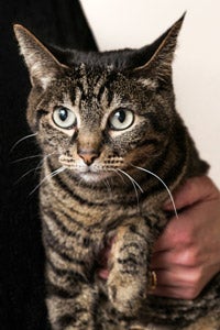 Lolli the cat, who is positive for FeLV, in Los Angeles