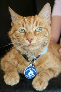 Lucky Coin the cat who is adopted and becomes a therapy pet