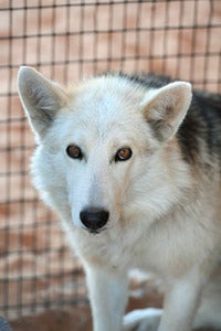 Miska the shy husky who was rescued from a life of being chained up