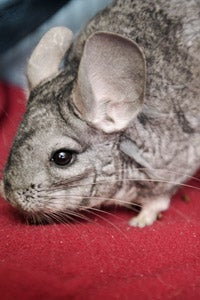 Moped the chinchilla is sure a cutie!