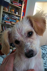 PJ the puppy who had mange