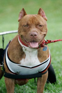 Partially paralyzed pit bull Red saved from Hurricane Katrina 