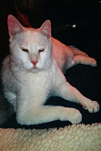 Parker the adoptable white cat from Stray Cat Adoptions of Texas