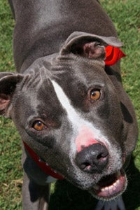 Kennedy the pit bull terrier from Palm Springs Animal Shelter in Florida