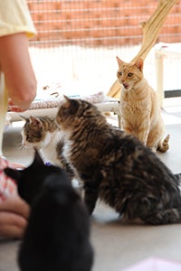 Caregiver feeding shy cats baby food to help socialize them