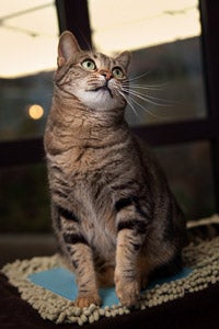 Shelley the adoptable tabby cat from the Best Friends Pet Adoption and Spay/Neuter Center
