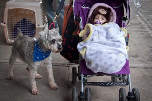 Penelope the baby in a stroller with Ricky the schnauzer at the New York pet adoption event