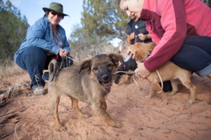 People playing with puppies on a walk at Best Friends Animal Sanctuary