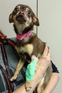 Kiwi the dog had a broken leg. He received TLC in his foster home.