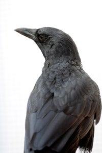Alfred the crow who was kept as a pet