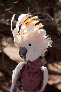 Windy the cockatoo