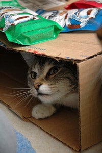 Boxes are wonderful playthings (and enrichment) for cats