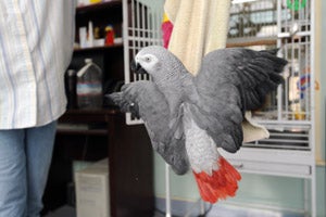 Cody the parrot towel riding