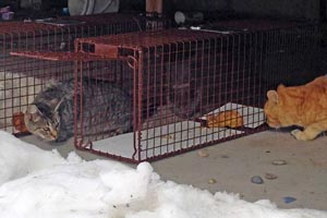 Setting traps to safely catch shy cats to be spayed or neutered