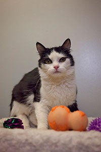 Lani a timid cat from a hoarding case