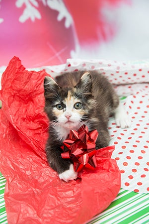 Kitten in wrapping paper with a bow