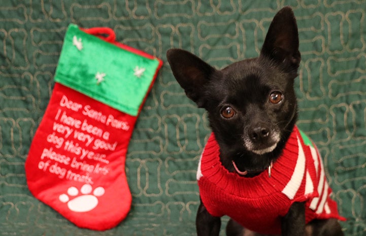 Simone the small dog is available for adoption from the Yucaipa Animal Placement Society.
