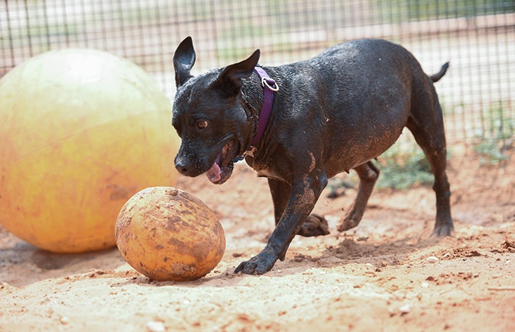 Lordes the black pit bull acting like an egg-rolling mongoose