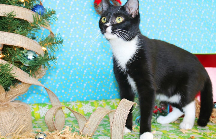 Quincy the black and white cat is available for adoption from Palmetto Animal League.