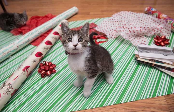 Kitten on wrapping paper