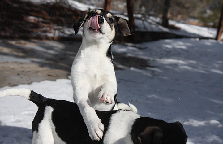 Oooh, the snow’s cold. How about if I get up on top of you?