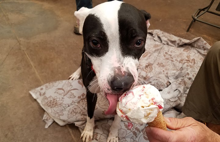 Yummy ice cream with Jessie