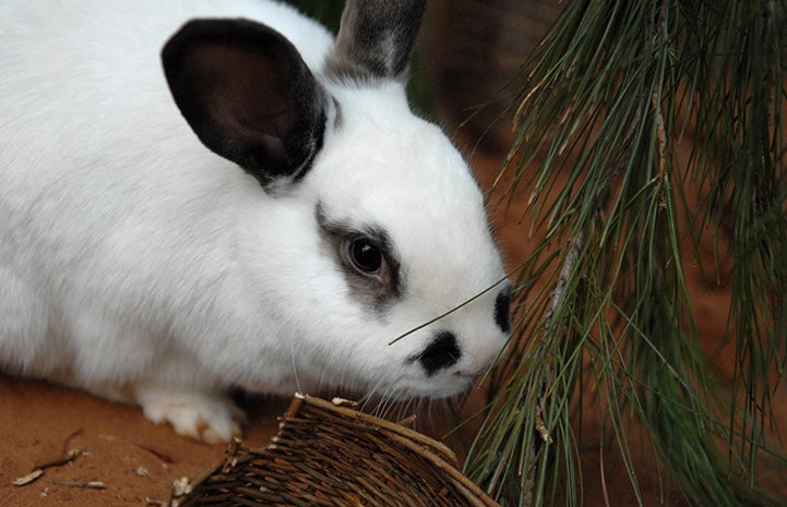 Rabbit eating pine needles