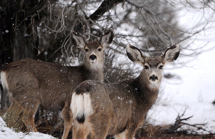 It’s not just the Sanctuary pets who enjoy the winter weather.