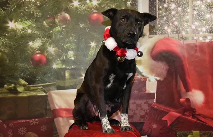 Rizzo the black dog is available for adoption from Knox-Whitley Humane Association.