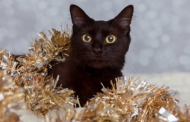 Black cat in silver and gold garland