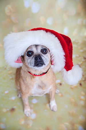 Small dog wearing an oversized Santa hat