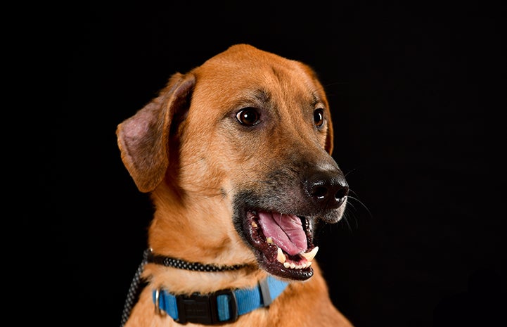 Marlin the brown dog is available for adoption from Williamson County Regional Animal Shelter.