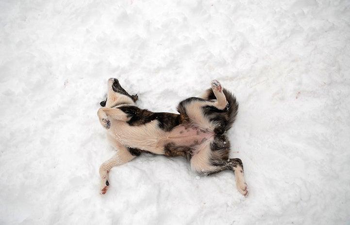 A Beautiful World: Rescuing animals in winter