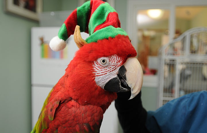 Parrot wearing an elf hat