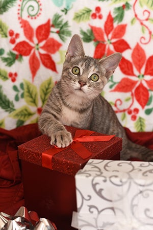 Gray tabby kitten with paw on wrapped gift