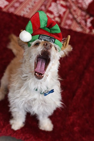 Dog wearing an elf hat while yawning